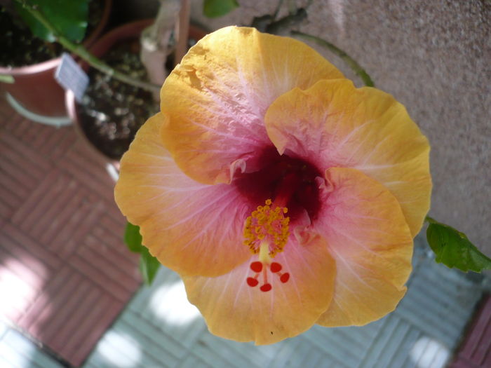 06.07.2016 - HIBISCUSI 2016-3