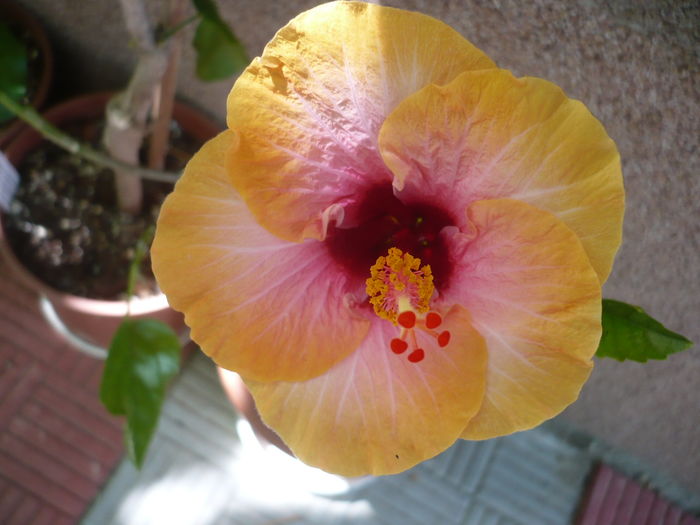 P1270942 - HIBISCUSI 2016-3