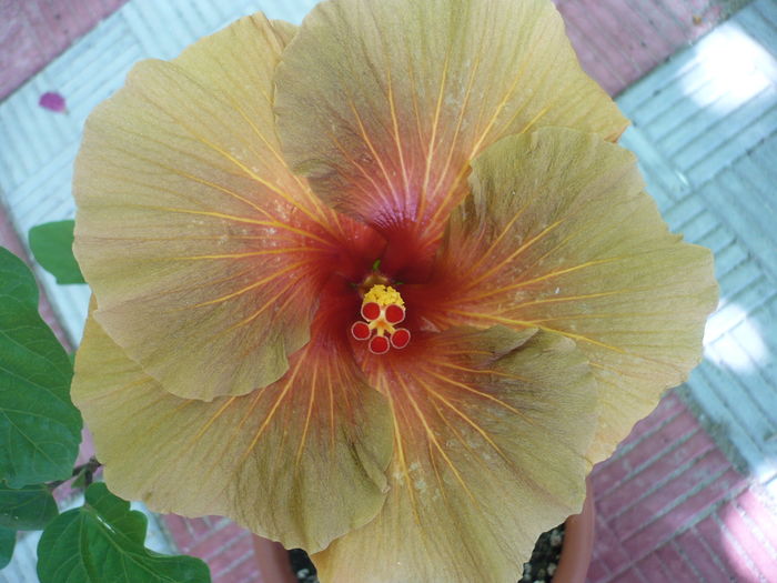 P1270945 - HIBISCUSI 2016-3