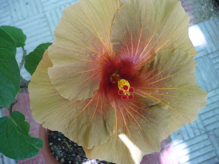 P1270946 - HIBISCUSI 2016-3