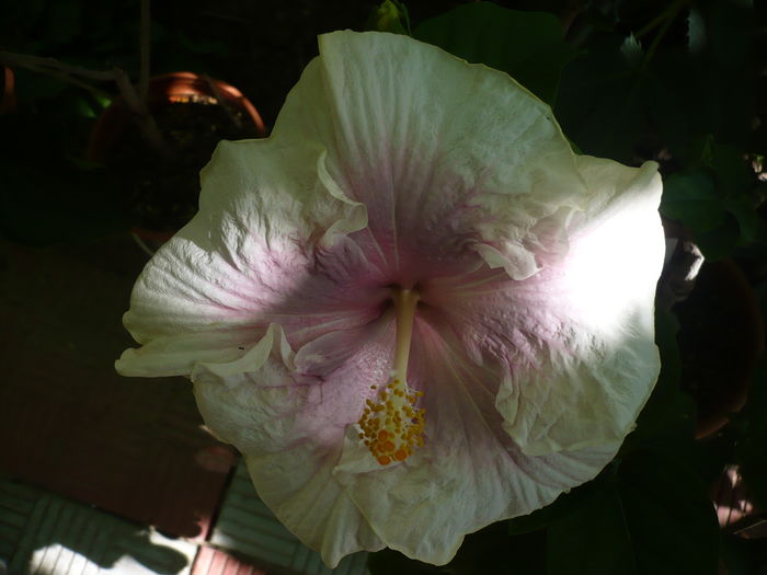 P1270954 - HIBISCUSI 2016-3