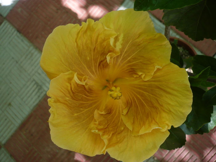 P1270963 - HIBISCUSI 2016-3