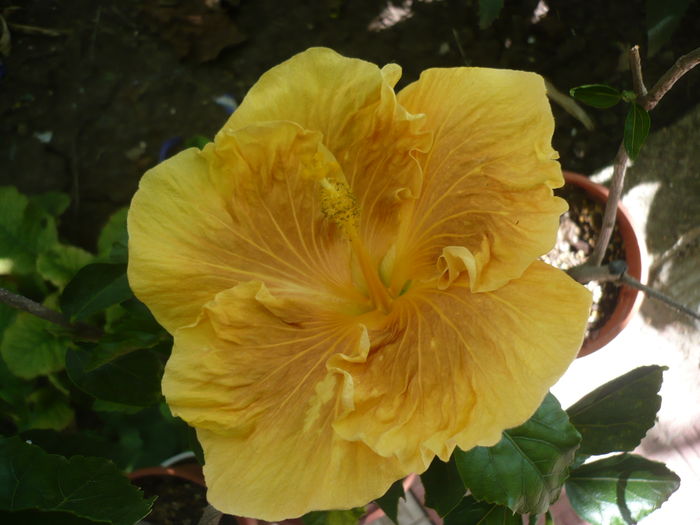 P1270983 - HIBISCUSI 2016-3