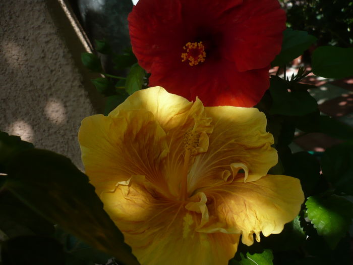 P1270960 - HIBISCUSI 2016-3