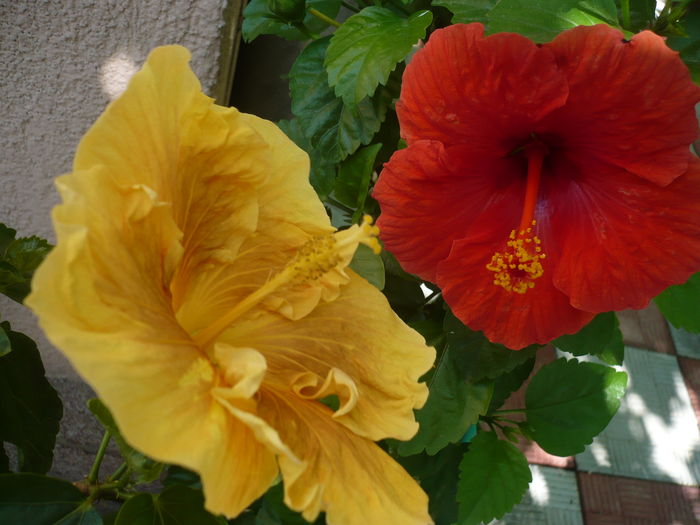 P1270962 - HIBISCUSI 2016-3