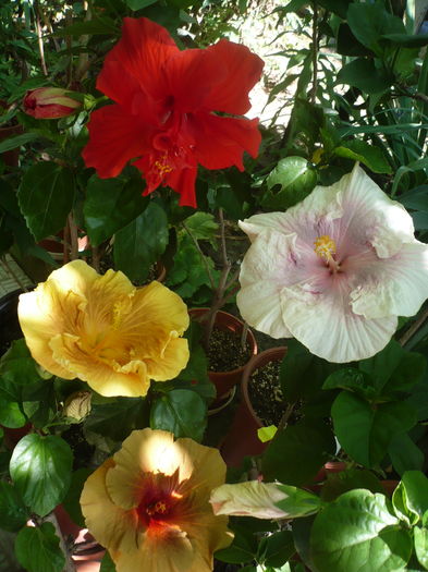 P1270966 - HIBISCUSI 2016-3