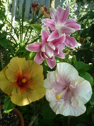 P1270979 - HIBISCUSI 2016-3