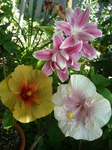 P1270980 - HIBISCUSI 2016-3