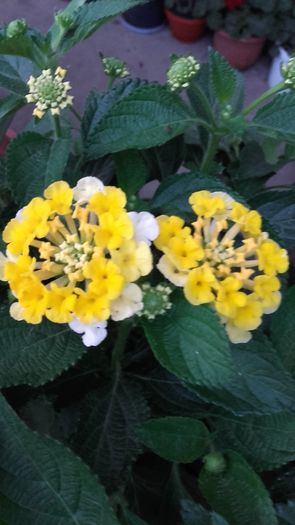 20160624_204437 - Lantana