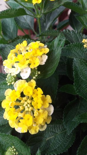 20160625_101845 - Lantana