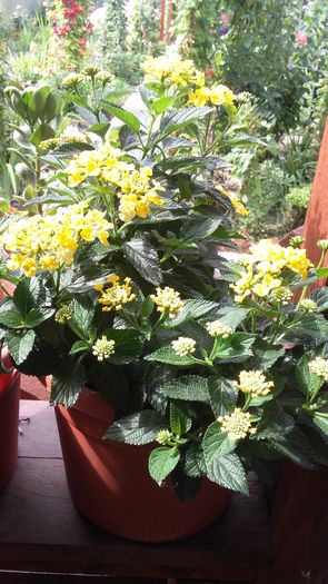 20160625_101924 - Lantana