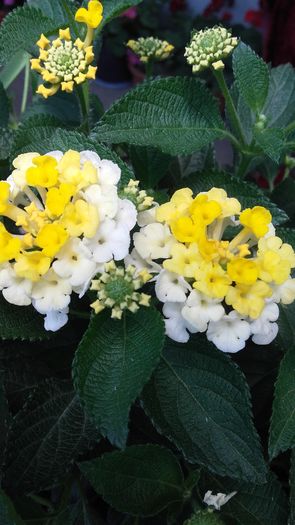 20160626_125554 - Lantana