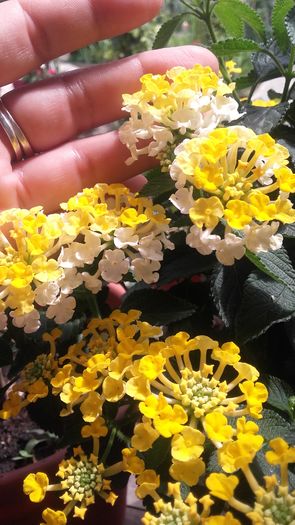 20160627_143427 - Lantana