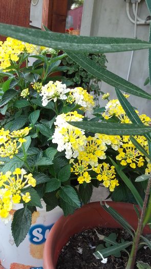 20160628_192023 - Lantana