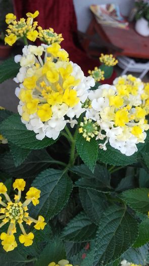 20160628_192033 - Lantana