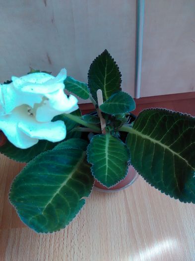 IMG_20160706_162544; Multumesc Lucyana pentru aceasta frumusete!
