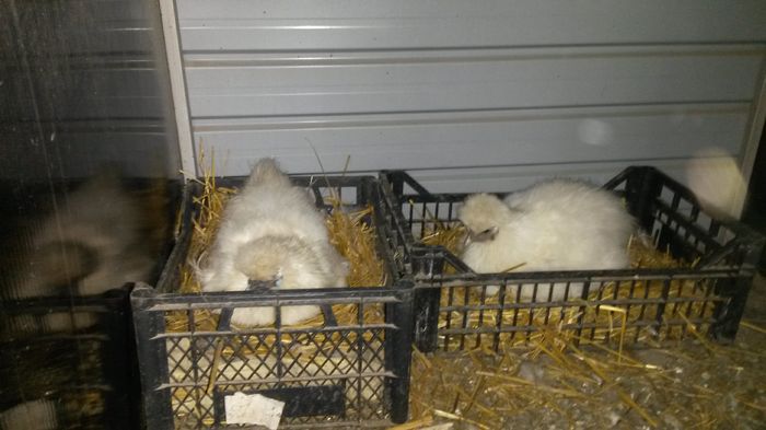 20160508; Cleo 5 vs Puisor!
