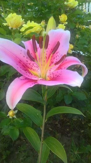 WP_20160706_20_32_31_Pro