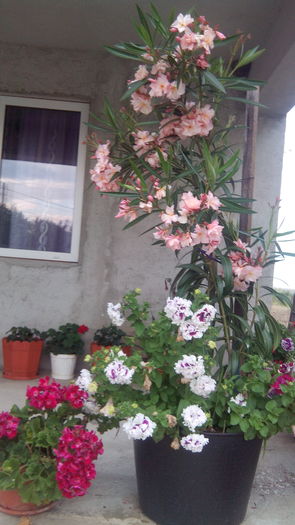 IMG_20160628_201029; Piersic dublu
