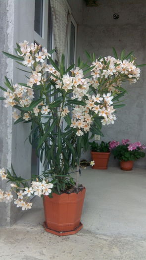 IMG_20160628_201127; Piersic simplu
