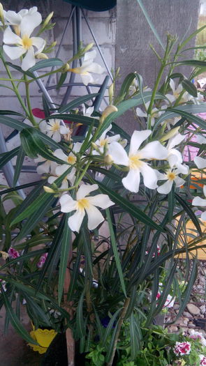 IMG_20160628_200906; Isle of capri
