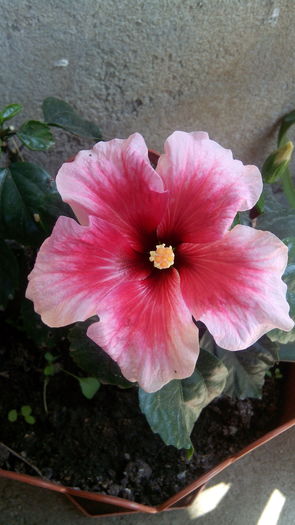 IMG_20160702_113520; Trandafir japonez
