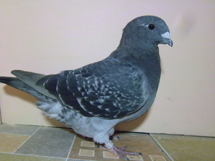 VINDUT