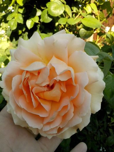 13584755_978110269002134_7175421738739556674_o - 0 TRANDAFIRI 2016