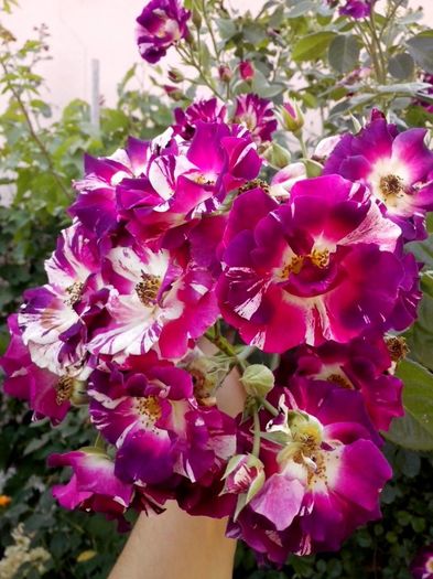 13576920_978110532335441_1210108130851115382_o - 0 TRANDAFIRI 2016