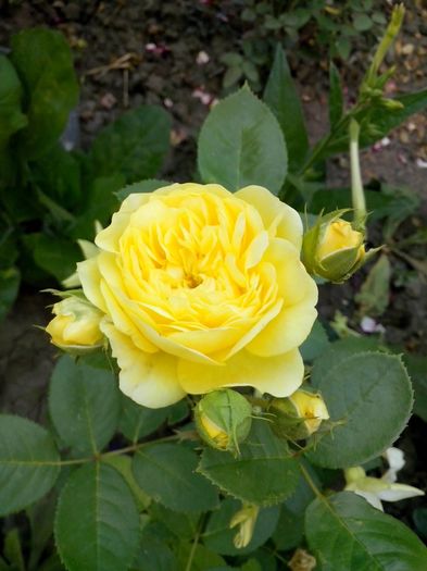 13613686_978111932335301_5437607310298490471_o - 0 TRANDAFIRI 2016