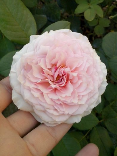 13585145_978111752335319_8741927922037798396_o - 0 TRANDAFIRI 2016