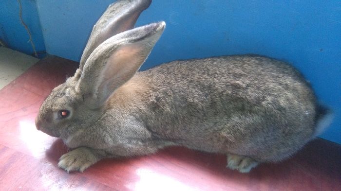 MASCULI SUNT VACCINATI ,TATUATI .