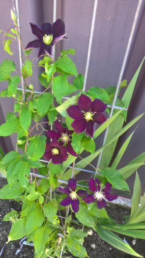 WP_20160706_10_20_54_Pro - Clematite 2016