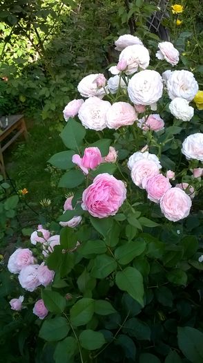 WP_20160706_004 - Gartentraume