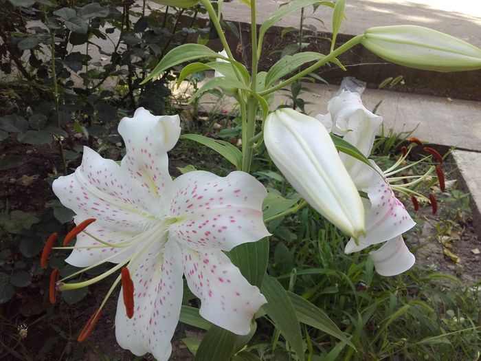 - ALTE FLORI