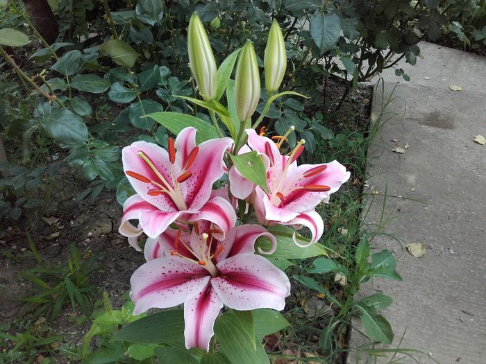  - ALTE FLORI