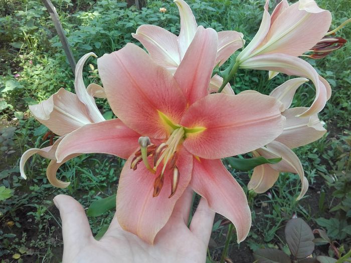  - ALTE FLORI
