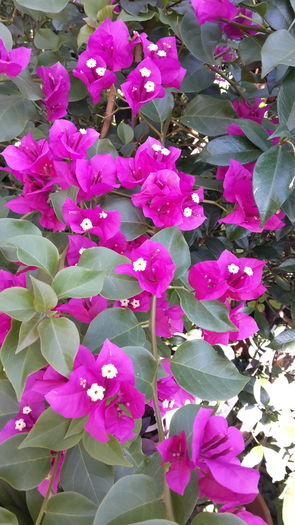 20160706_093307 - iulie 2016