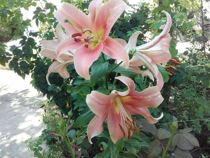  - ALTE FLORI