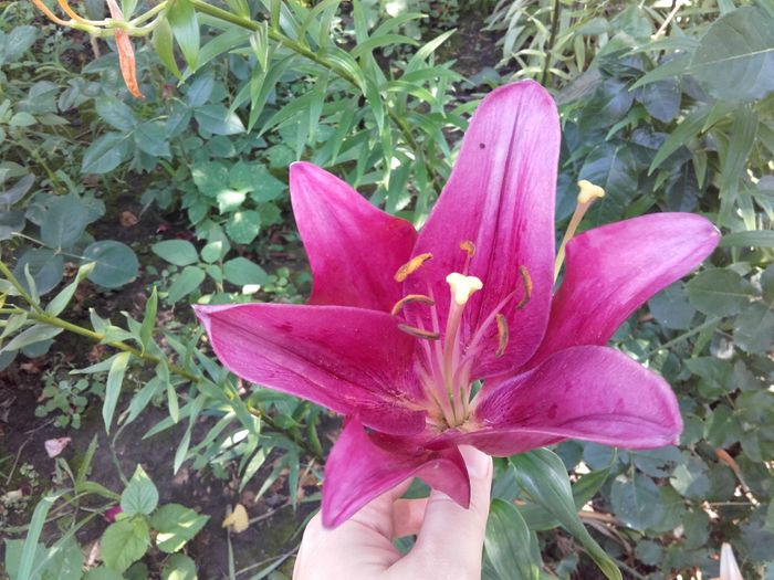  - ALTE FLORI