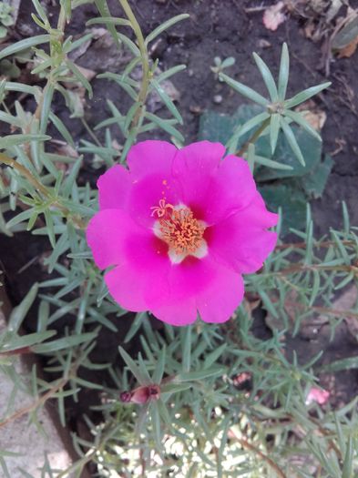  - ALTE FLORI