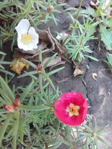  - ALTE FLORI