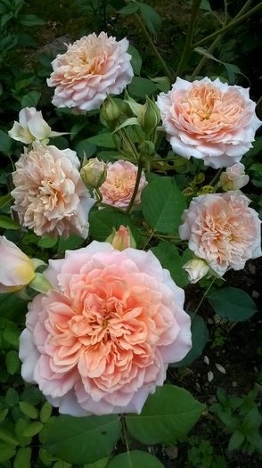 Festival des Jardins - 2016 Gradina rozelor