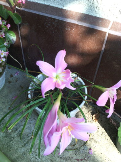 Habranthus - 01-Flori din curtea mea 2016