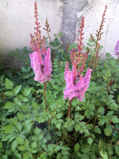 Astilbe - 01-Flori din curtea mea 2016