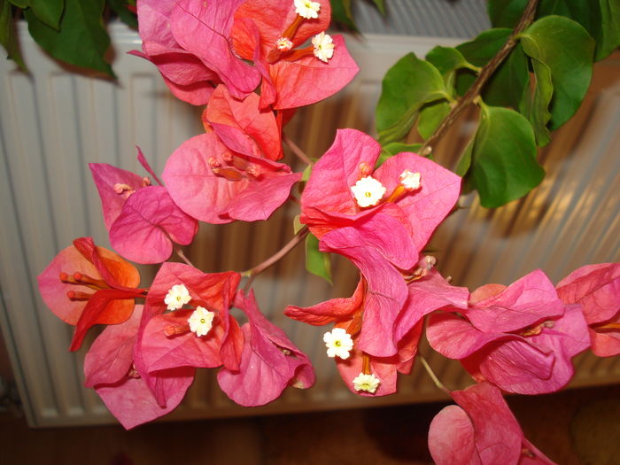 DSC03042 - BOUGAINVILLEA