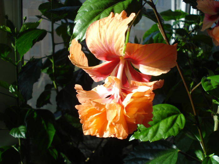 DSC02551