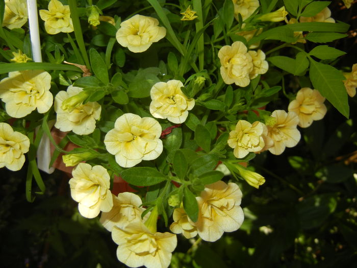 Calibrachoa Double Yellow (2016, Jun.24)