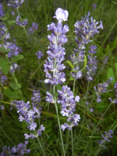 Lavender_Lavanda (2016, June 12) Lavender_Lavanda (2016, June 12)
