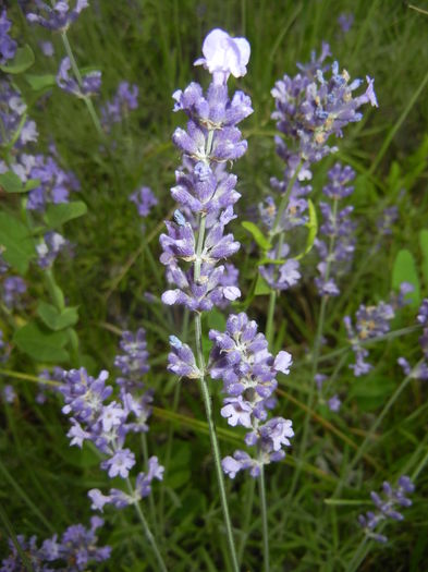 Lavender_Lavanda (2016, June 12) - LAVENDER Lavanda